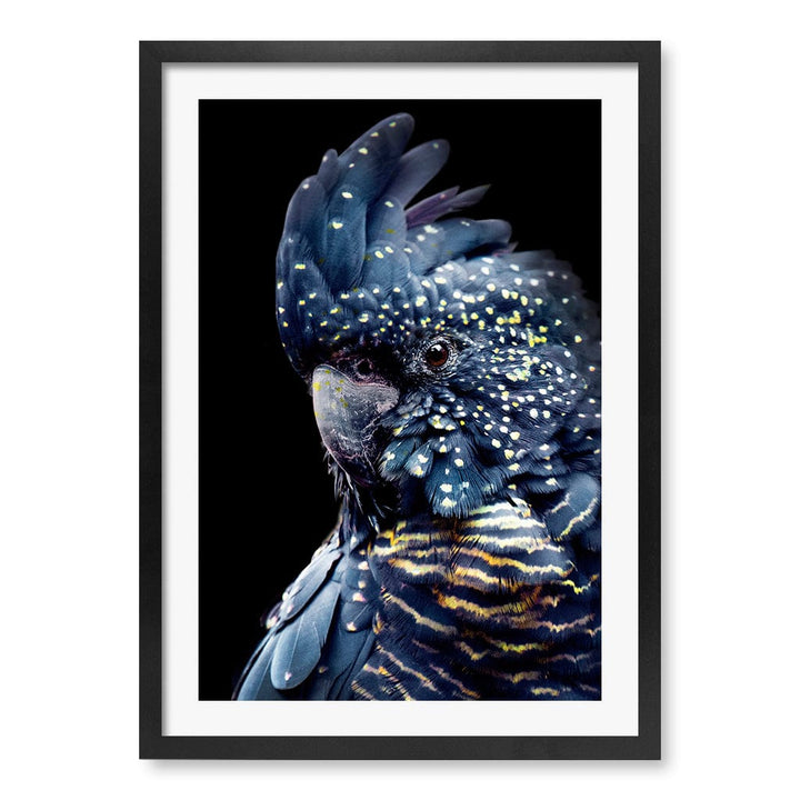Black Cockatoo 2 Modern Wall Art Print A4 (21 x 29.7cm) / Matte Black Frame / White Border from our Australian Made Framed Wall Art, Prints & Posters collection by Profile Products (Australia) Pty Ltd