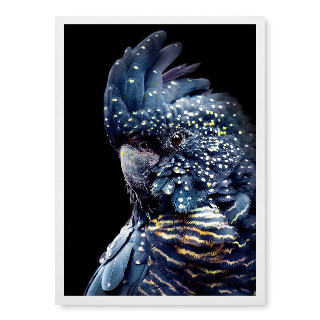 Black Cockatoo 2 Modern Wall Art Print A4 (21 x 29.7cm) / Matte White Frame / No Border from our Australian Made Framed Wall Art, Prints & Posters collection by Profile Products (Australia) Pty Ltd