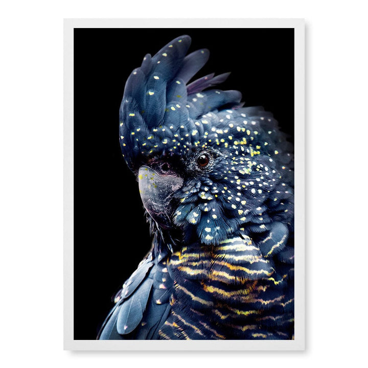 Black Cockatoo 2 Modern Wall Art Print A4 (21 x 29.7cm) / Matte White Frame / No Border from our Australian Made Framed Wall Art, Prints & Posters collection by Profile Products (Australia) Pty Ltd