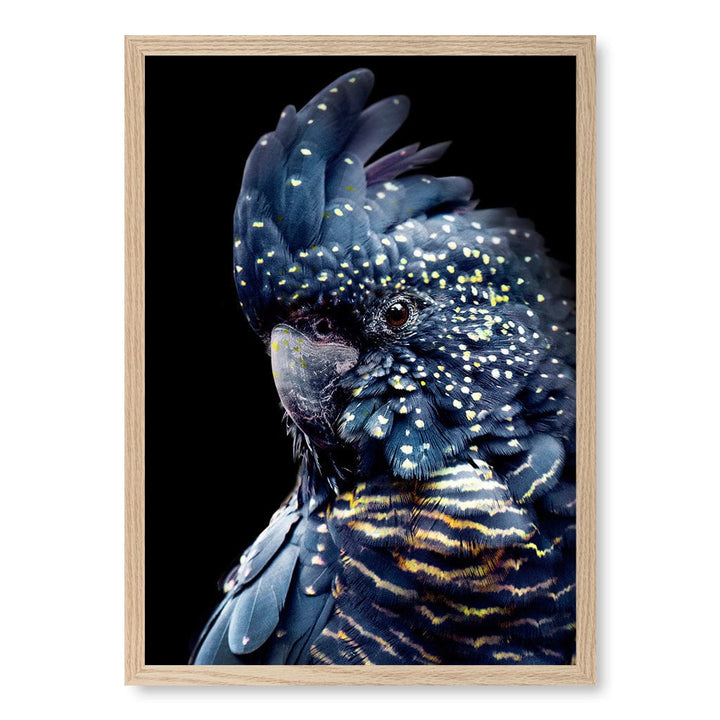 Black Cockatoo 2 Modern Wall Art Print A4 (21 x 29.7cm) / Natural Oak Frame / No Border from our Australian Made Framed Wall Art, Prints & Posters collection by Profile Products (Australia) Pty Ltd