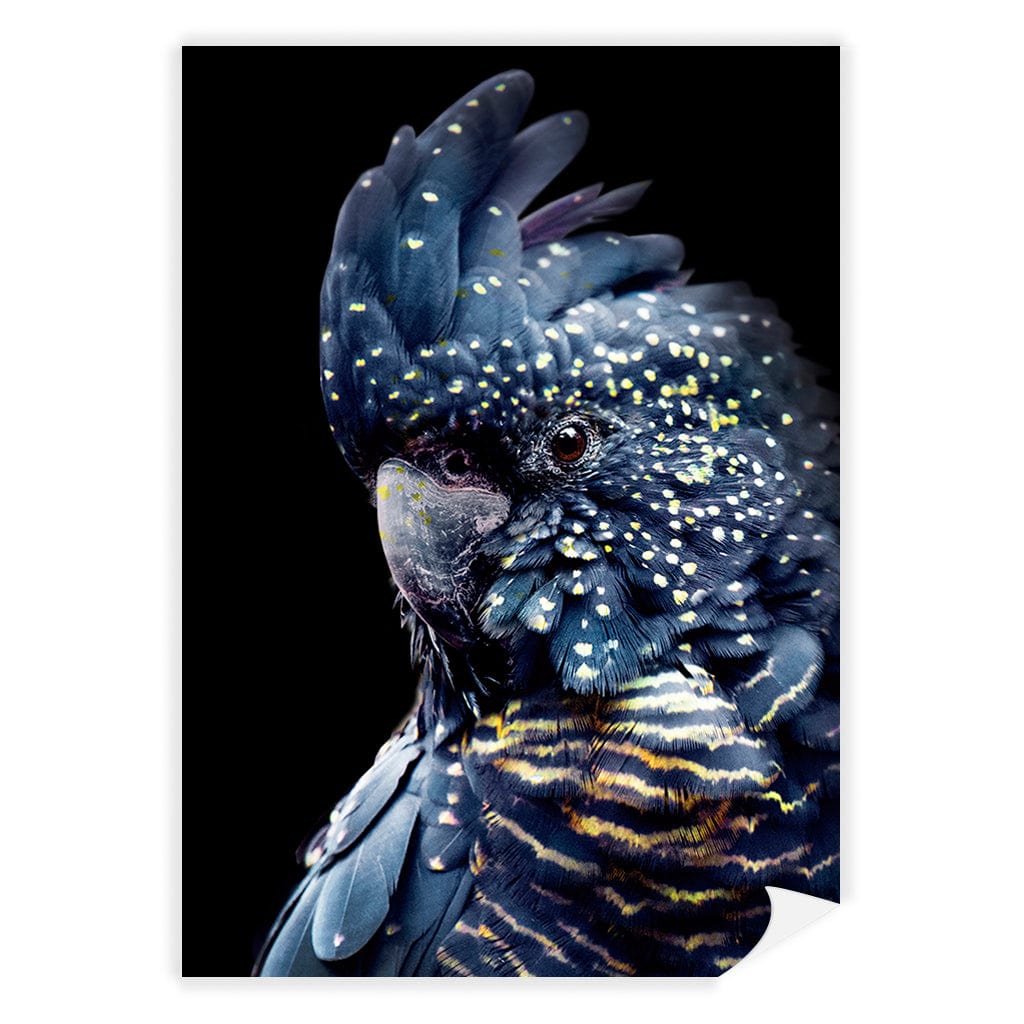 Black Cockatoo 2 Modern Wall Art Print A4 (21 x 29.7cm) / Print Only / No Border from our Australian Made Framed Wall Art, Prints & Posters collection by Profile Products (Australia) Pty Ltd