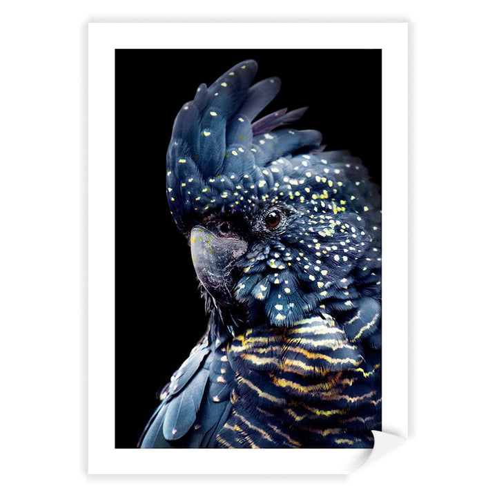 Black Cockatoo 2 Modern Wall Art Print A4 (21 x 29.7cm) / Print Only / White Border from our Australian Made Framed Wall Art, Prints & Posters collection by Profile Products (Australia) Pty Ltd
