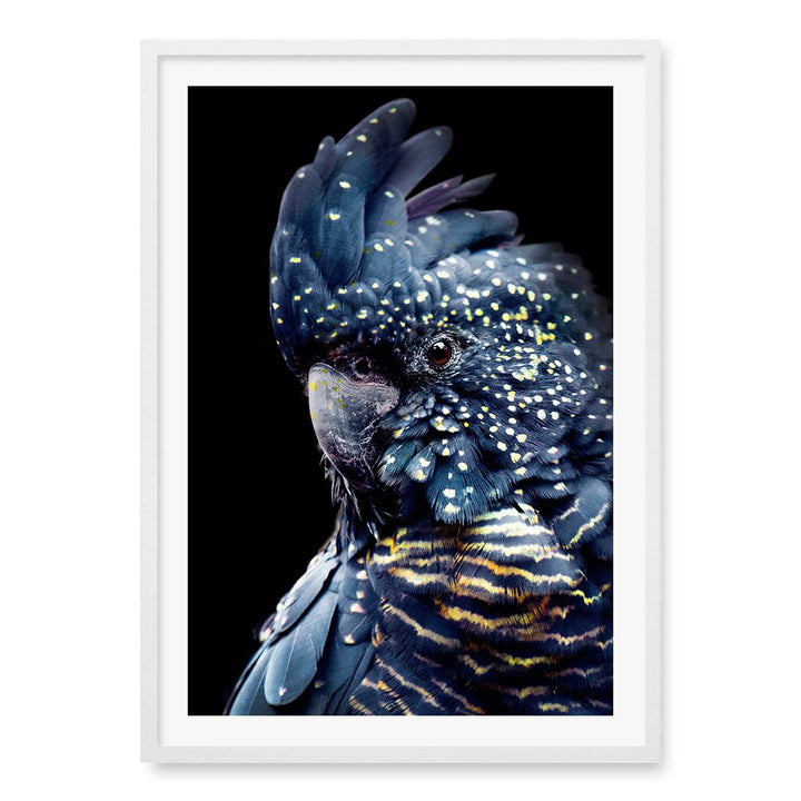 Black Cockatoo 2 Wall Art Print A1 (59.4 x 84.1cm) / Matte White Frame / White Border from our Australian Made Wall Art collection by Profile Australia