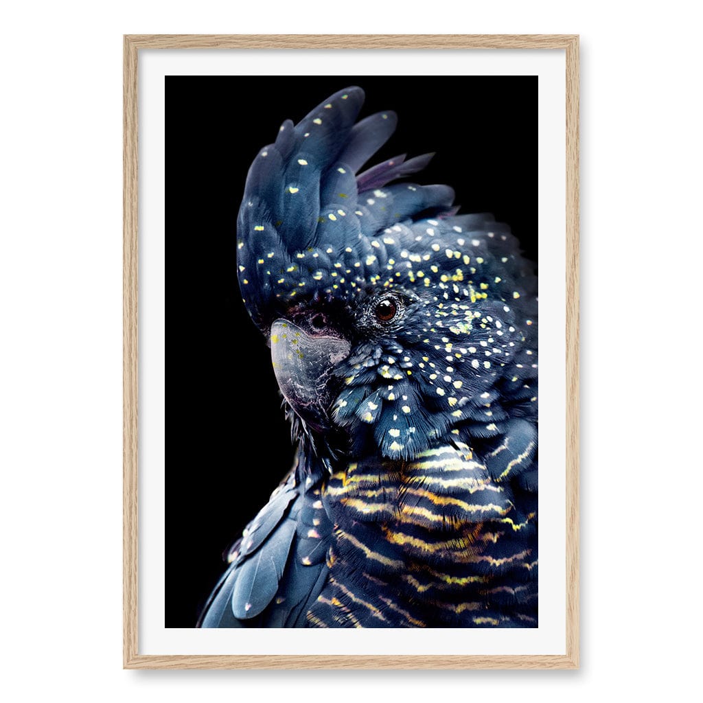 Black Cockatoo 2 Wall Art Print A1 (59.4 x 84.1cm) / Natural Oak Frame / White Border from our Australian Made Wall Art collection by Profile Australia