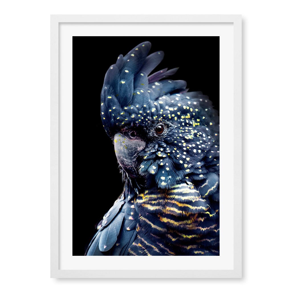 Black Cockatoo 2 Wall Art Print A2 (42 x 59.4cm) / Matte White Frame / White Border from our Australian Made Wall Art collection by Profile Australia