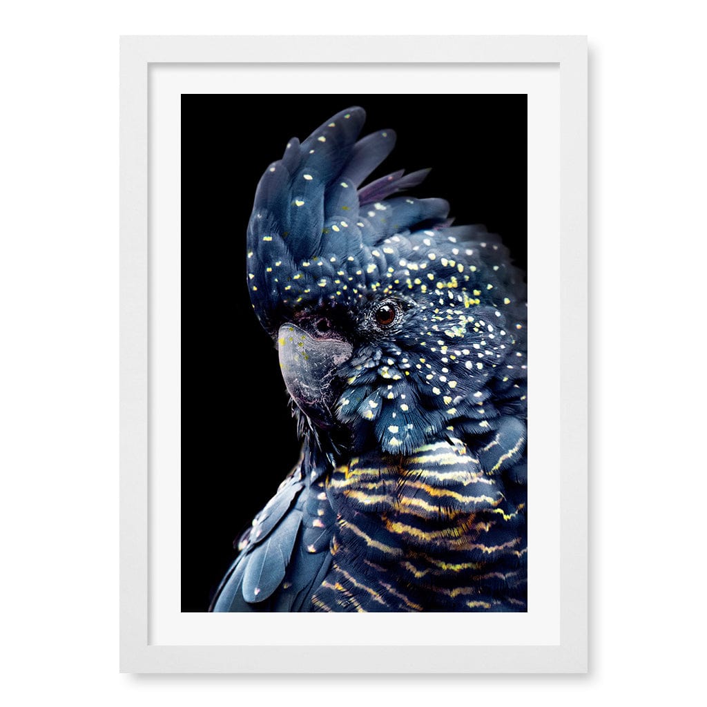 Black Cockatoo 2 Wall Art Print A3 (29.7 x 42cm) / Matte White Frame / White Border from our Australian Made Wall Art collection by Profile Australia