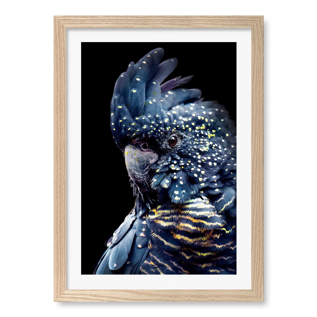 Black Cockatoo 2 Wall Art Print A3 (29.7 x 42cm) / Natural Oak Frame / White Border from our Australian Made Wall Art collection by Profile Australia