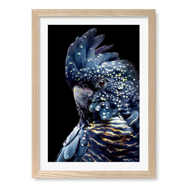Black Cockatoo 2 Wall Art Print A3 (29.7 x 42cm) / Natural Oak Frame / White Border from our Australian Made Wall Art collection by Profile Australia