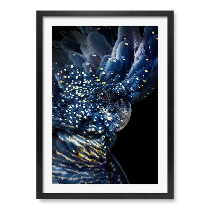 Black Cockatoo Modern Wall Art Print A4 (21 x 29.7cm) / Matte Black Frame / White Border from our Australian Made Framed Wall Art, Prints & Posters collection by Profile Products (Australia) Pty Ltd