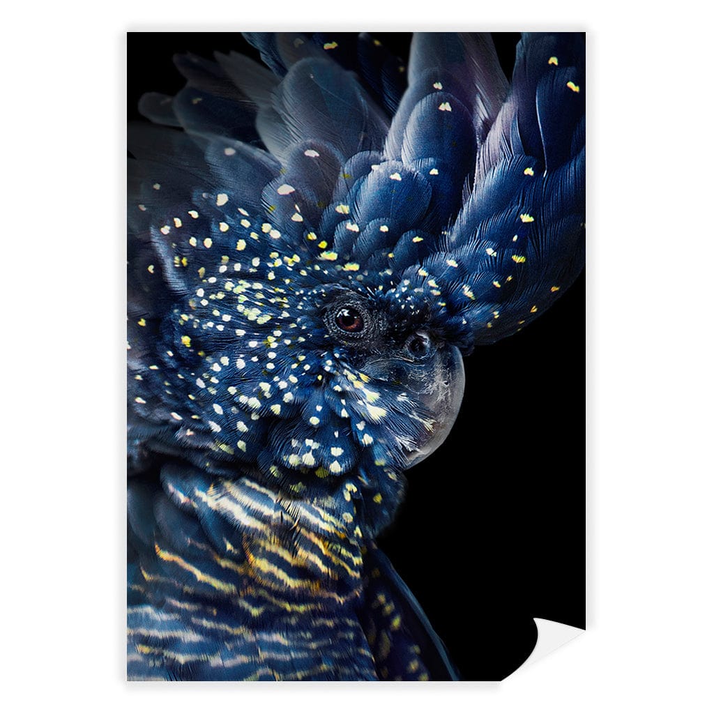 Black Cockatoo Modern Wall Art Print A4 (21 x 29.7cm) / Print Only / No Border from our Australian Made Framed Wall Art, Prints & Posters collection by Profile Products (Australia) Pty Ltd