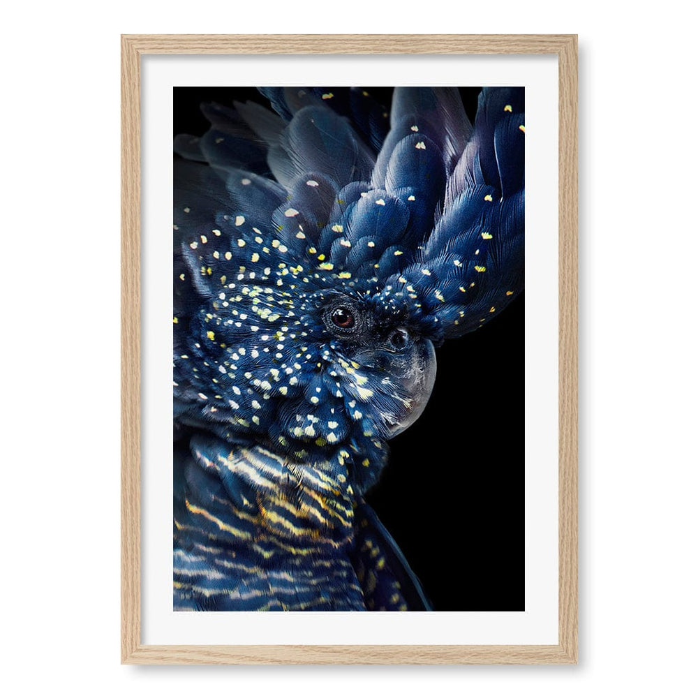 Black Cockatoo Wall Art Print A2 (42 x 59.4cm) / Natural Oak Frame / White Border from our Australian Made Wall Art collection by Profile Australia