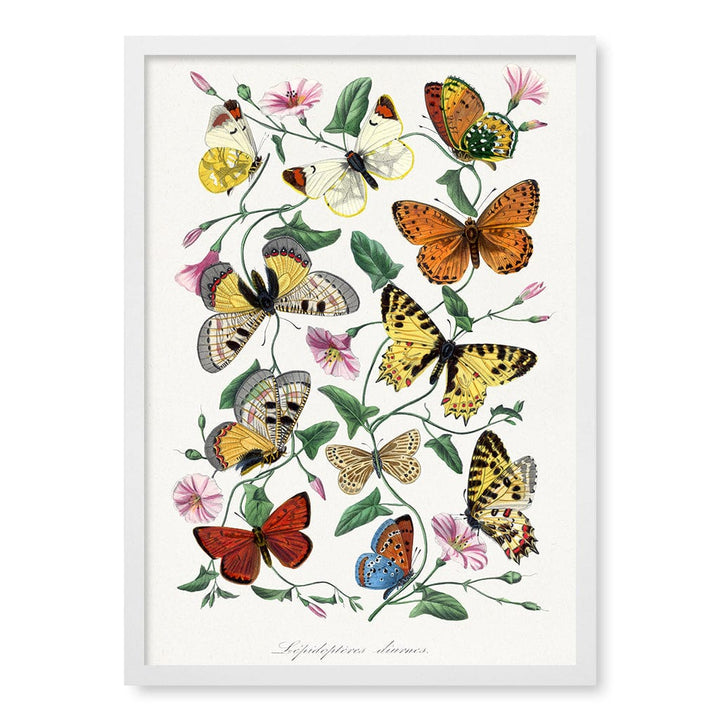 Butterfly & Moth Floral Art Print A4 (21 x 29.7cm) / Matte White Frame / No Border from our Australian Made Framed Wall Art, Prints & Posters collection by Profile Products (Australia) Pty Ltd