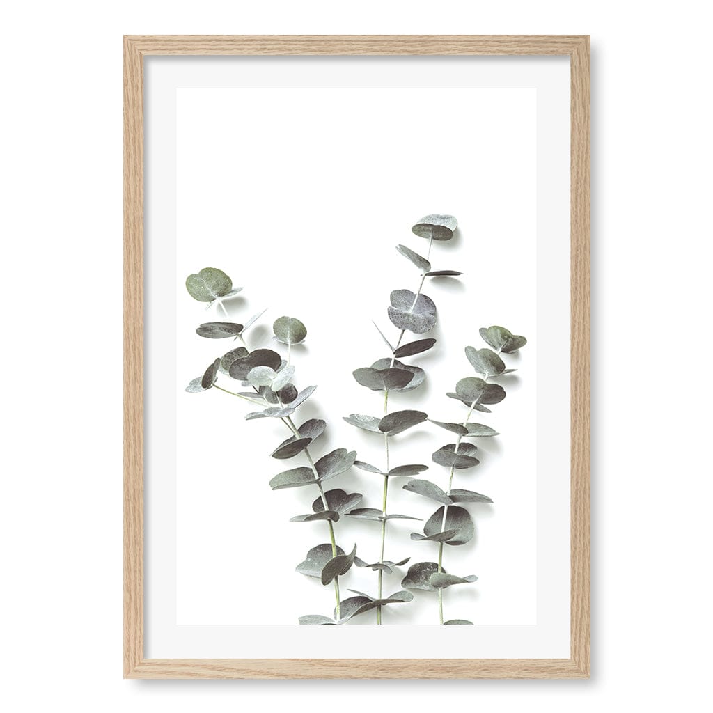 Eucalyptus Foliage Wall Art Print A2 (42 x 59.4cm) / Natural Oak Frame / White Border from our Australian Made Framed Wall Art, Prints & Posters collection by Profile Australia