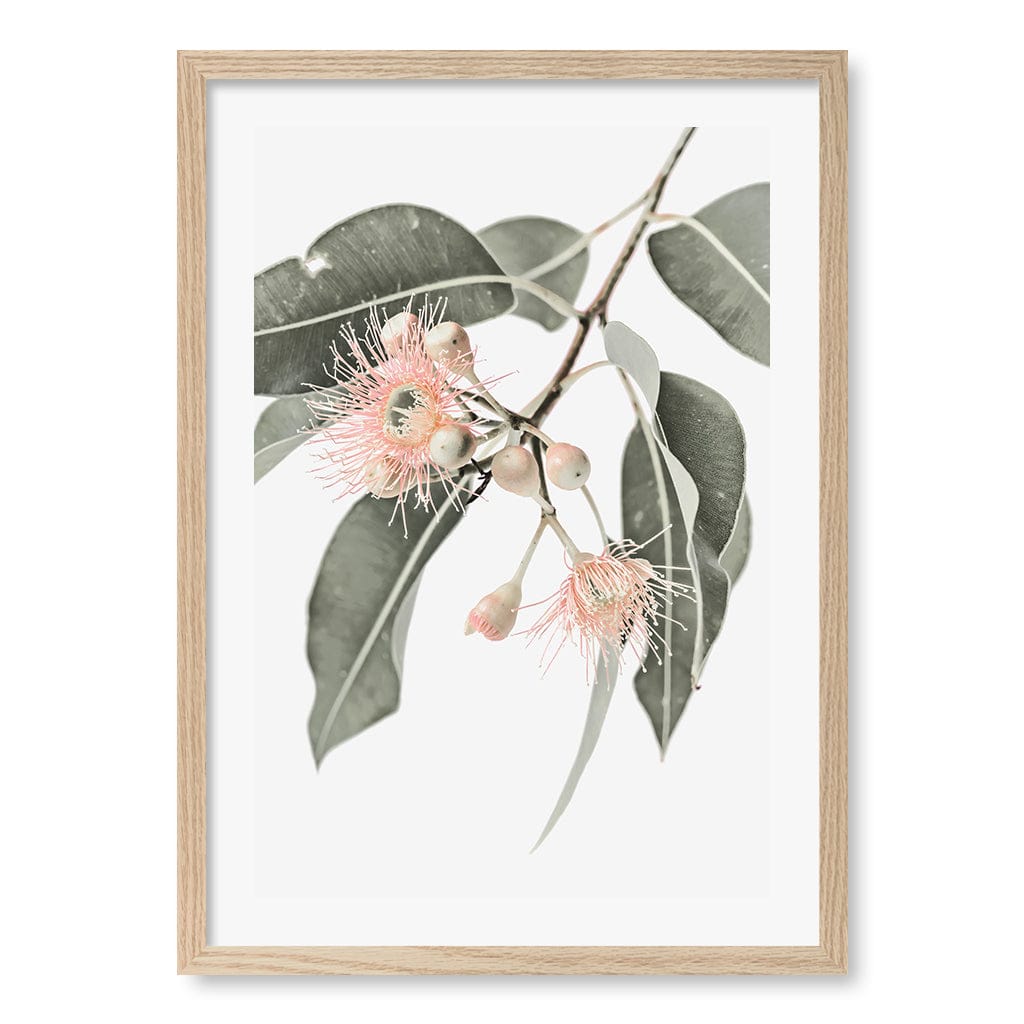 Eucalyptus Wildflowers Wall Art Print A2 (42 x 59.4cm) / Natural Oak Frame / White Border from our Australian Made Framed Wall Art, Prints & Posters collection by Profile Australia