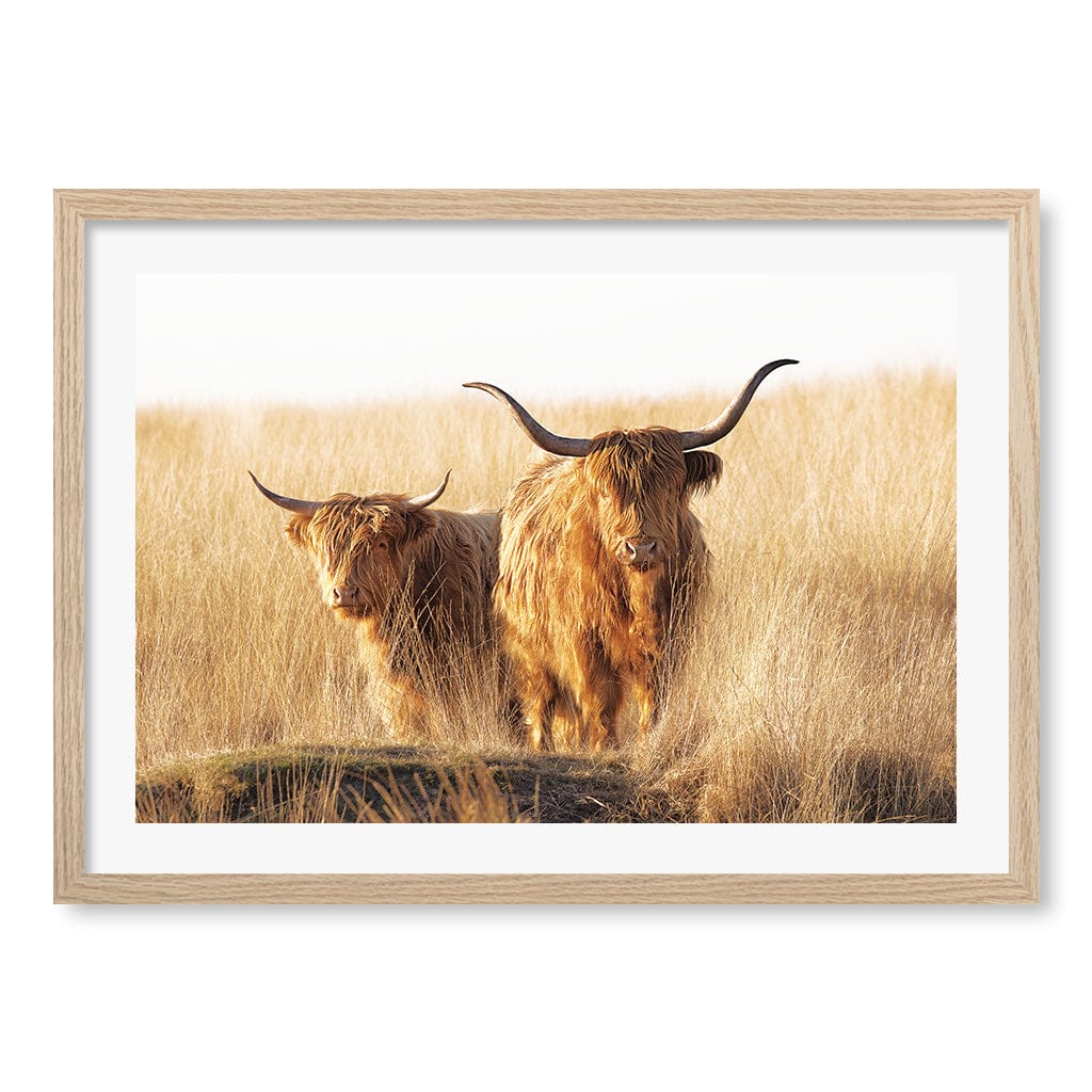 Highland Cows Art Print by Jaap van den A4 (21 x 29.7cm) / Natural Oak Frame / White Border from our Australian Made Framed Wall Art, Prints & Posters collection by Profile Australia