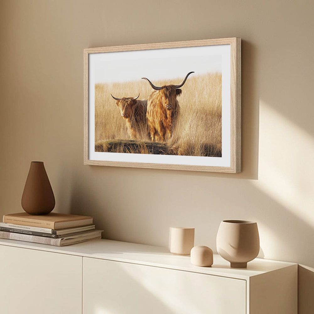 Highland Cows Art Print by Jaap van den from our Australian Made Framed Wall Art, Prints & Posters collection by Profile Australia