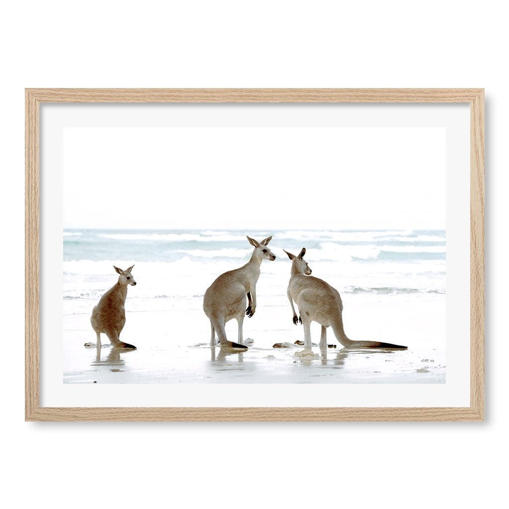 Kangaroo Beach Wall Art Print A2 (42 x 59.4cm) / Natural Oak Frame / White Border from our Australian Made Framed Wall Art, Prints & Posters collection by Profile Products (Australia) Pty Ltd