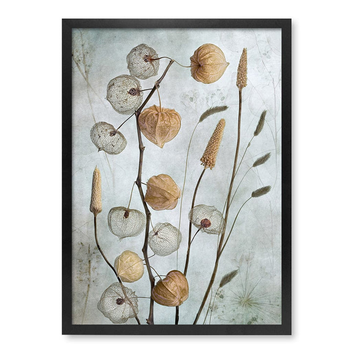 Lanterns Floral Wall Art Print by Mandy Disher A4 (21 x 29.7cm) / Matte Black Frame / No Border from our Australian Made Framed Wall Art, Prints & Posters collection by Profile Australia