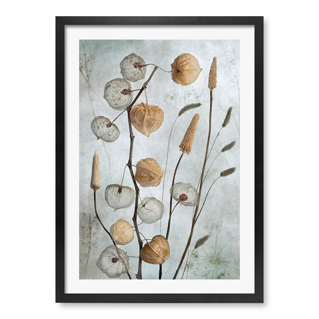 Lanterns Floral Wall Art Print by Mandy Disher A4 (21 x 29.7cm) / Matte Black Frame / White Border from our Australian Made Framed Wall Art, Prints &amp; Posters collection by Profile Australia