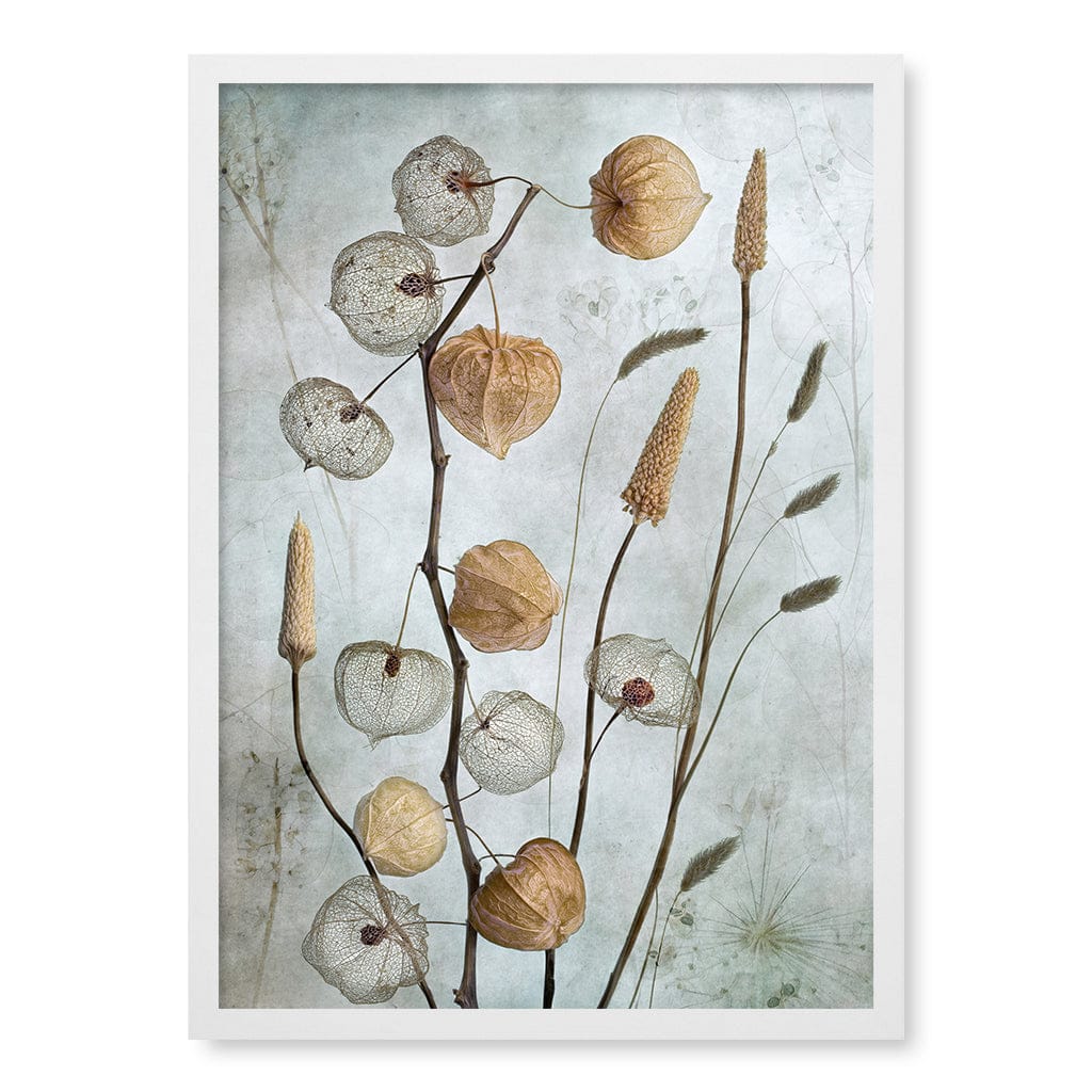 Lanterns Floral Wall Art Print by Mandy Disher A4 (21 x 29.7cm) / Matte White Frame / No Border from our Australian Made Framed Wall Art, Prints &amp; Posters collection by Profile Australia