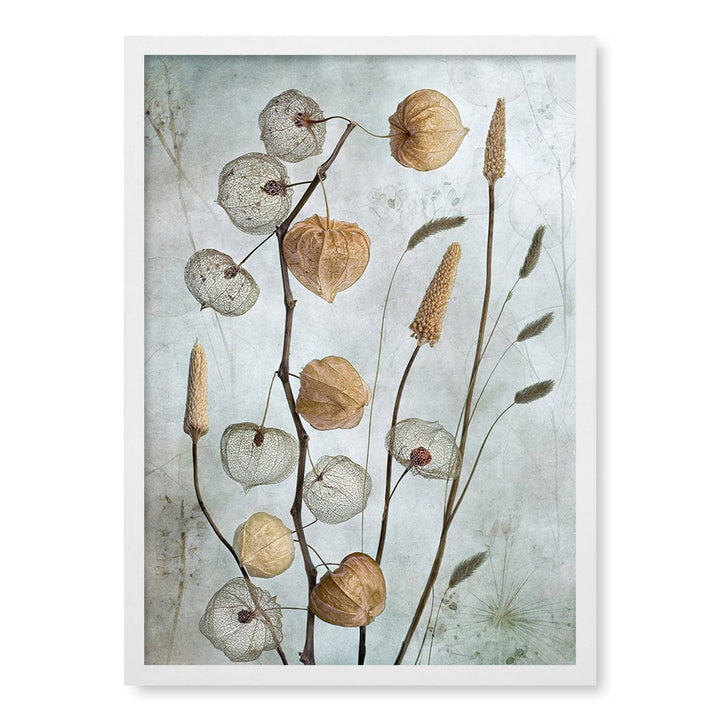 Lanterns Floral Wall Art Print by Mandy Disher A4 (21 x 29.7cm) / Matte White Frame / No Border from our Australian Made Framed Wall Art, Prints & Posters collection by Profile Australia