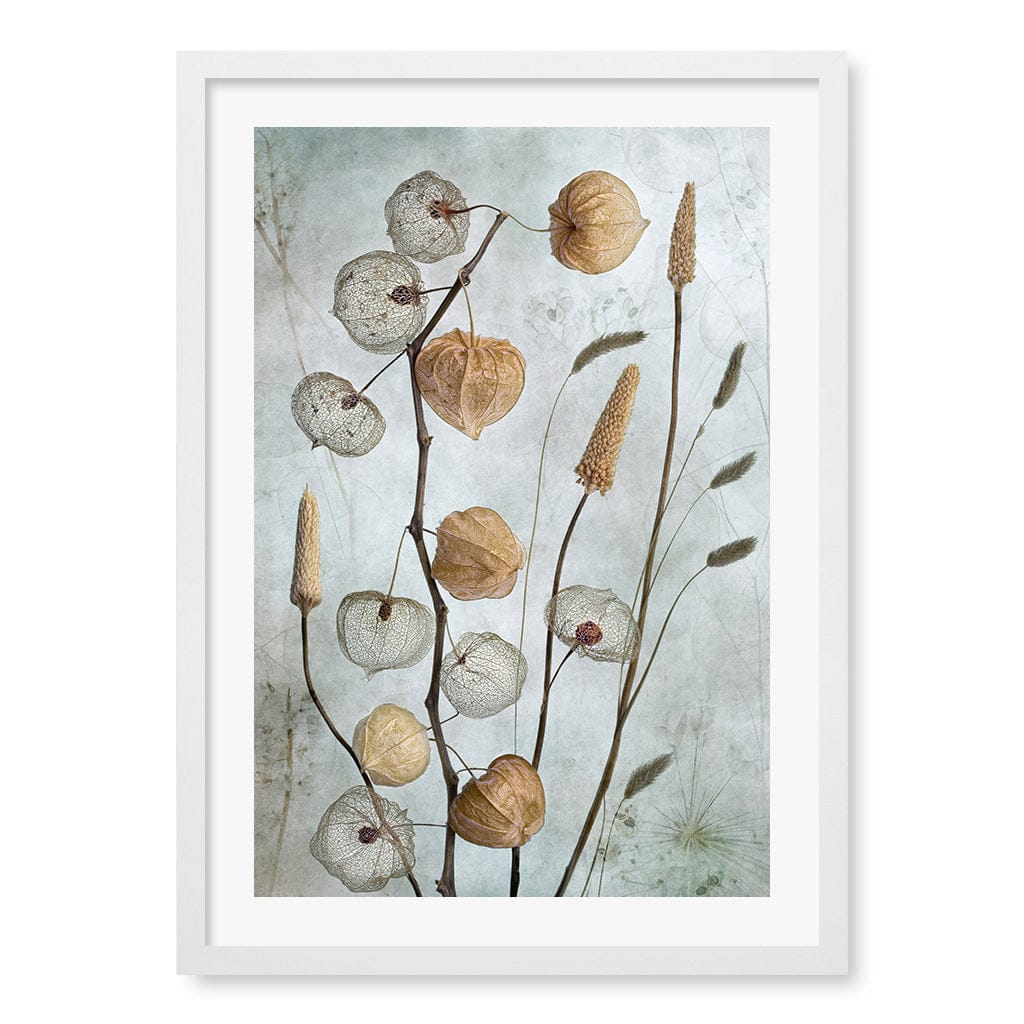 Lanterns Floral Wall Art Print by Mandy Disher A4 (21 x 29.7cm) / Matte White Frame / White Border from our Australian Made Framed Wall Art, Prints &amp; Posters collection by Profile Australia