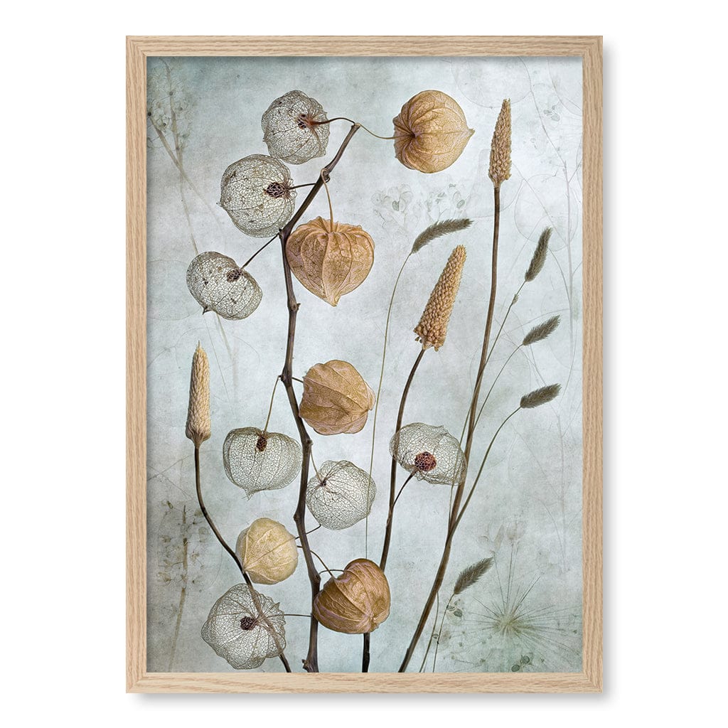 Lanterns Floral Wall Art Print by Mandy Disher A4 (21 x 29.7cm) / Natural Oak Frame / No Border from our Australian Made Framed Wall Art, Prints &amp; Posters collection by Profile Australia