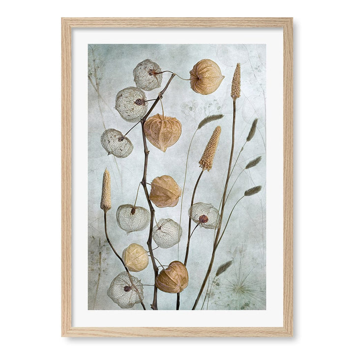 Lanterns Floral Wall Art Print by Mandy Disher A4 (21 x 29.7cm) / Natural Oak Frame / White Border from our Australian Made Framed Wall Art, Prints & Posters collection by Profile Australia