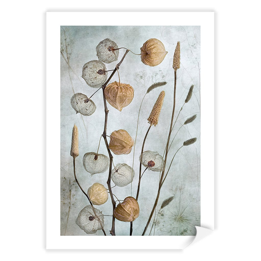 Lanterns Floral Wall Art Print by Mandy Disher A4 (21 x 29.7cm) / Print Only / White Border from our Australian Made Framed Wall Art, Prints &amp; Posters collection by Profile Australia