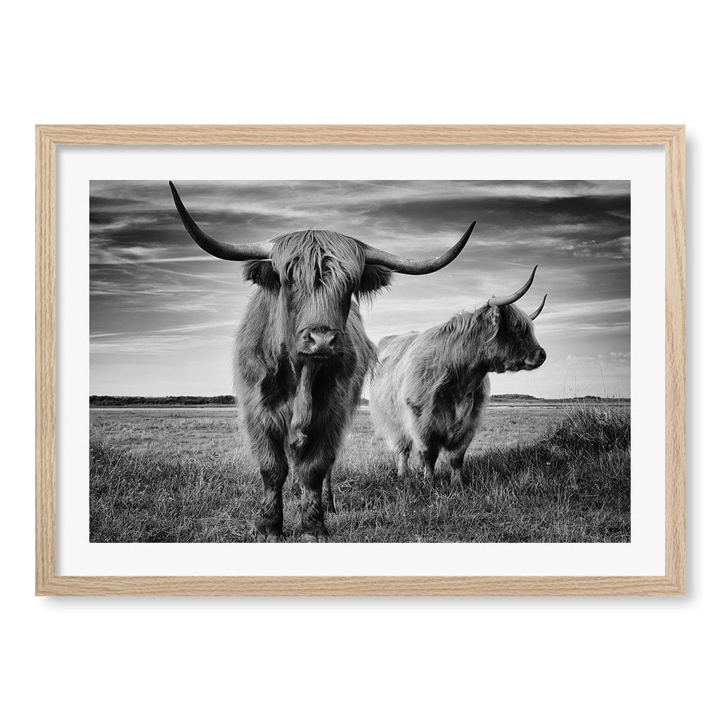 Majestic Highland Cows Wall Art Print A4 (21 x 29.7cm) / Natural Oak Frame / White Border from our Australian Made Framed Wall Art, Prints & Posters collection by Profile Australia