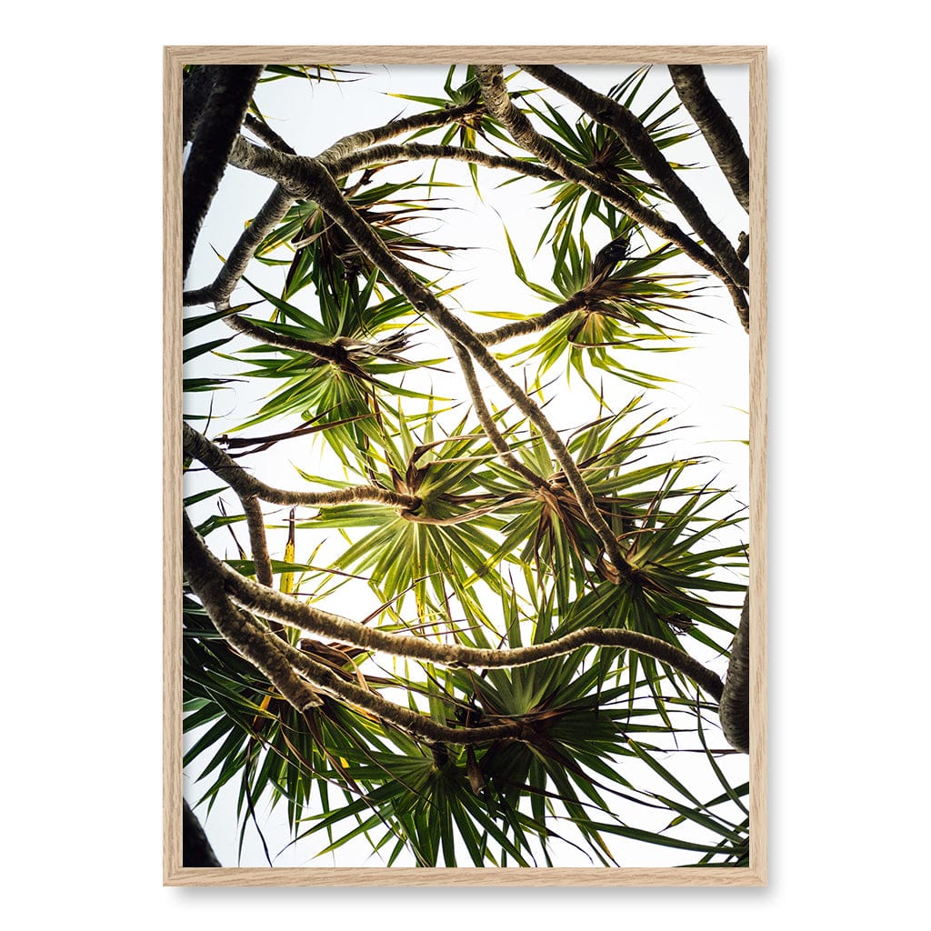 Noosa Palms Wall Art Print A1 (59.4 x 84.1cm) / Natural Oak Frame / No Border from our Australian Made Framed Wall Art, Prints & Posters collection by Profile Products (Australia) Pty Ltd