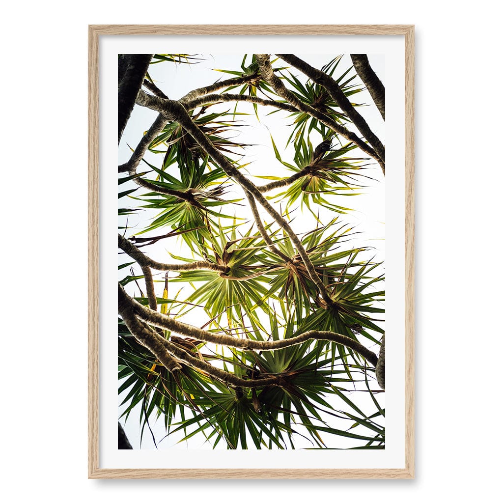 Noosa Palms Wall Art Print A1 (59.4 x 84.1cm) / Natural Oak Frame / White Border from our Australian Made Framed Wall Art, Prints & Posters collection by Profile Products (Australia) Pty Ltd