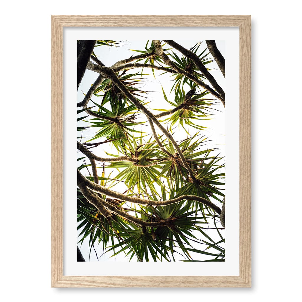 Noosa Palms Wall Art Print A3 (29.7 x 42cm) / Natural Oak Frame / White Border from our Australian Made Framed Wall Art, Prints & Posters collection by Profile Products (Australia) Pty Ltd