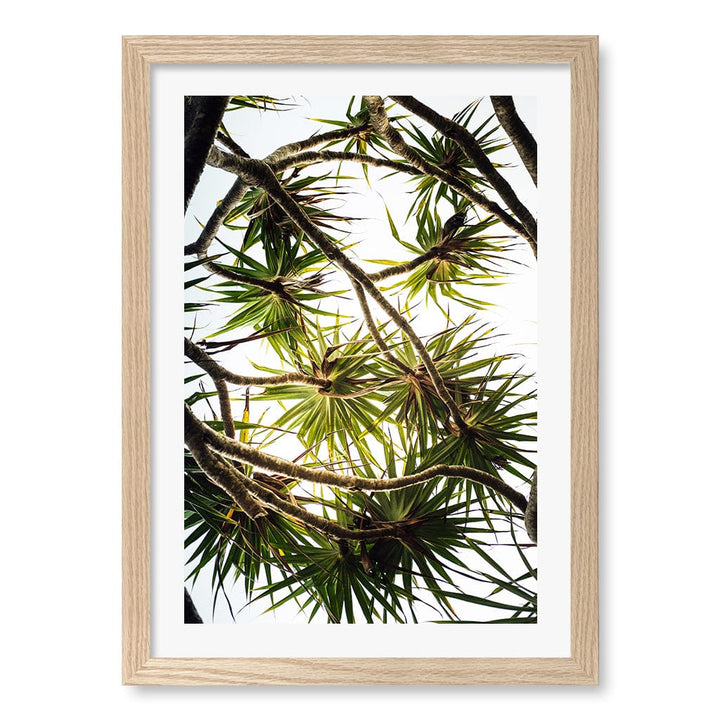 Noosa Palms Wall Art Print A3 (29.7 x 42cm) / Natural Oak Frame / White Border from our Australian Made Framed Wall Art, Prints & Posters collection by Profile Products (Australia) Pty Ltd