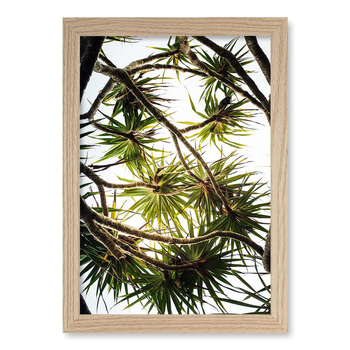 Noosa Palms Wall Art Print A4 (21 x 29.7cm) / Natural Oak Frame / No Border from our Australian Made Framed Wall Art, Prints & Posters collection by Profile Products (Australia) Pty Ltd