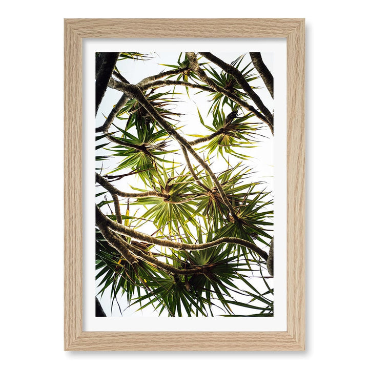 Noosa Palms Wall Art Print A4 (21 x 29.7cm) / Natural Oak Frame / White Border from our Australian Made Framed Wall Art, Prints & Posters collection by Profile Products (Australia) Pty Ltd
