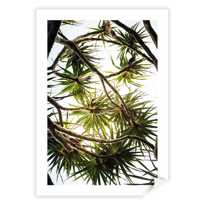 Noosa Palms Wall Art Print A4 (21 x 29.7cm) / Print Only / White Border from our Australian Made Framed Wall Art, Prints & Posters collection by Profile Products (Australia) Pty Ltd