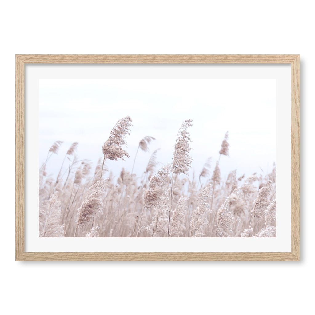 Pampas Grass 1 Wall Art Print A2 (42 x 59.4cm) / Natural Oak Frame / White Border from our Australian Made Framed Wall Art, Prints & Posters collection by Profile Products (Australia) Pty Ltd