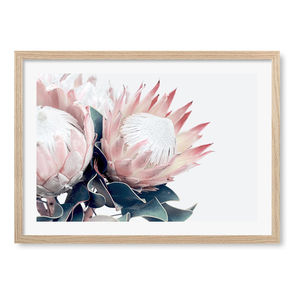 Protea Flowers Wall Art Print A2 (42 x 59.4cm) / Natural Oak Frame / White Border from our Australian Made Framed Wall Art, Prints & Posters collection by Profile Australia