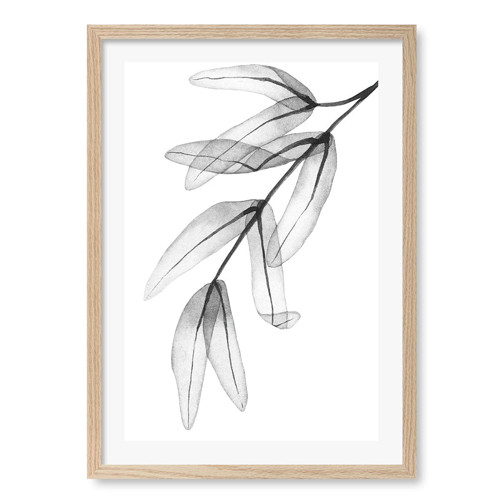 Transparent Eucalyptus Feather Leaves Wall Art Print A2 (42 x 59.4cm) / Natural Oak Frame / White Border from our Australian Made Framed Wall Art, Prints & Posters collection by Profile Australia