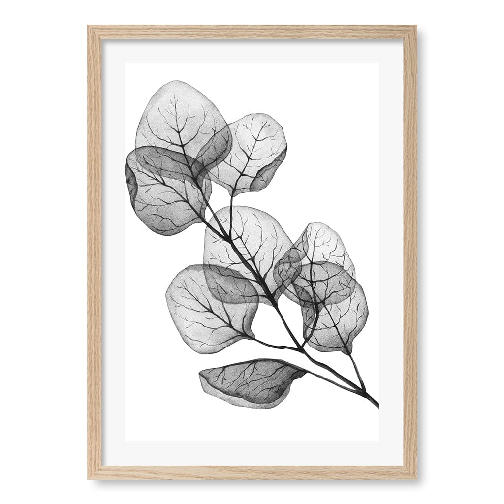Transparent Eucalyptus Silver Dollar Leaves Wall Art Print A2 (42 x 59.4cm) / Natural Oak Frame / White Border from our Australian Made Framed Wall Art, Prints & Posters collection by Profile Australia