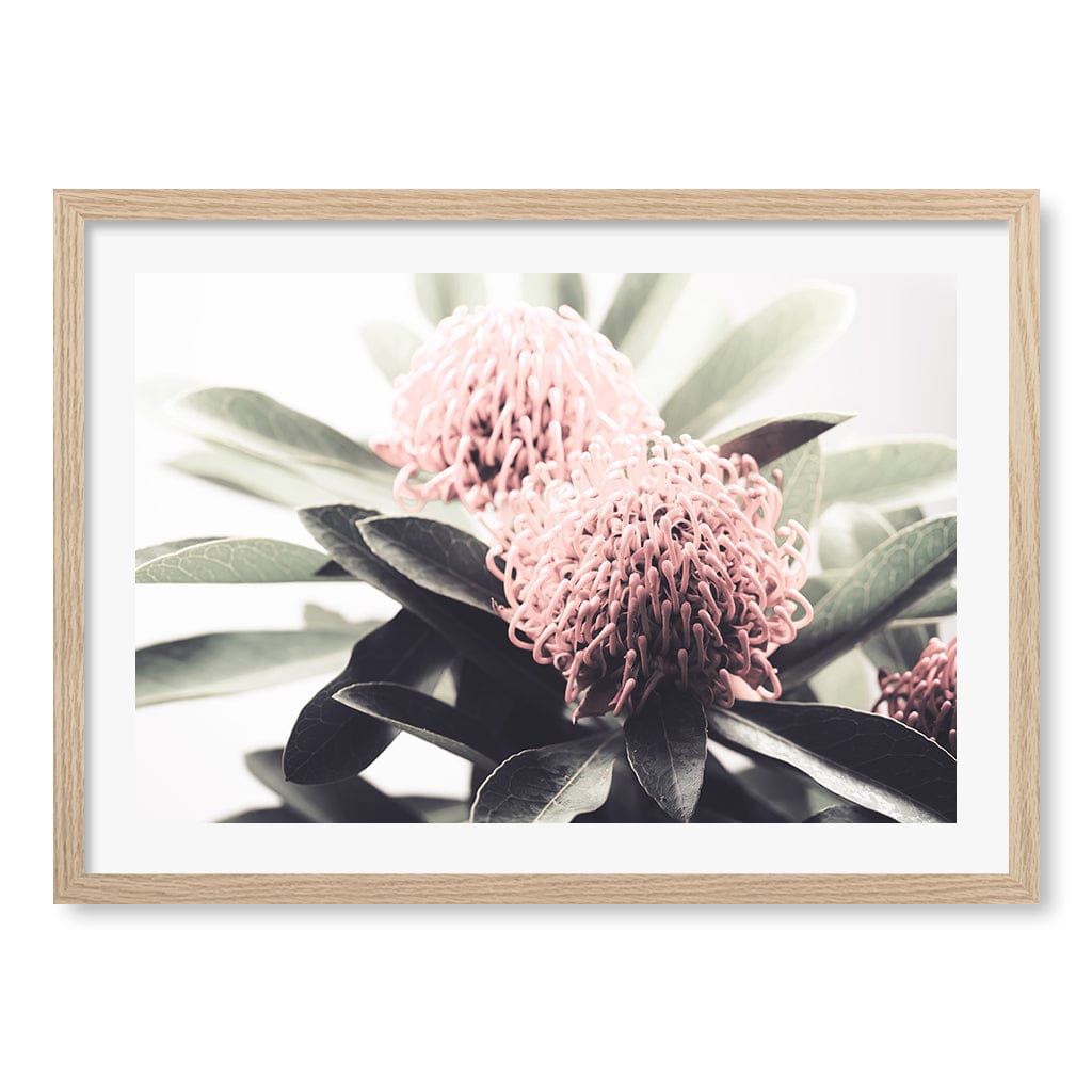 Waratah Flowers Wall Art Print A2 (42 x 59.4cm) / Natural Oak Frame / White Border from our Australian Made Framed Wall Art, Prints & Posters collection by Profile Australia
