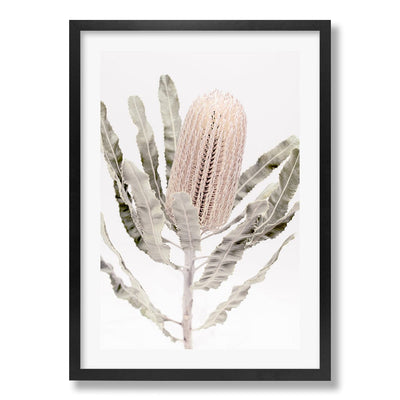 Banksia Flower Wall Art Print from our Australian Made Framed Wall Art, Prints & Posters collection by Profile Products Australia
