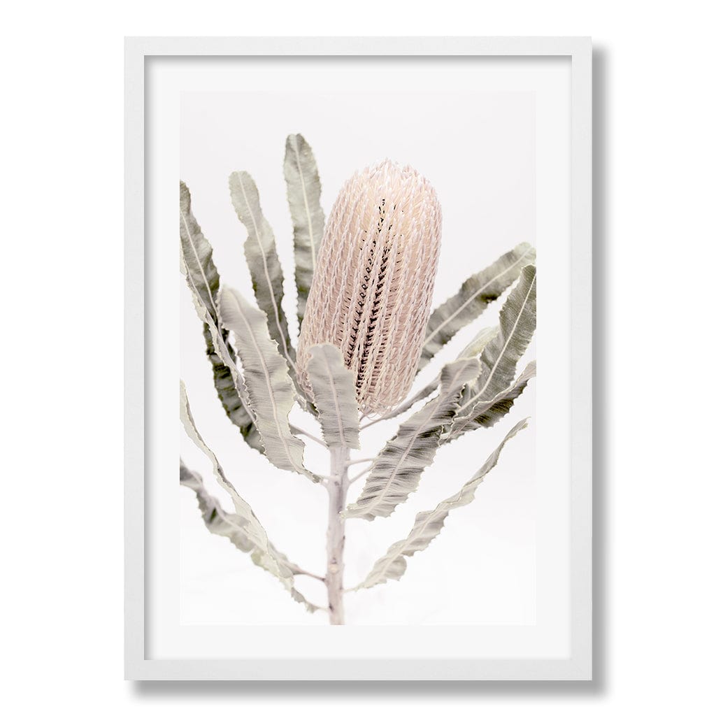 Banksia Flower Wall Art Print from our Australian Made Framed Wall Art, Prints & Posters collection by Profile Products Australia