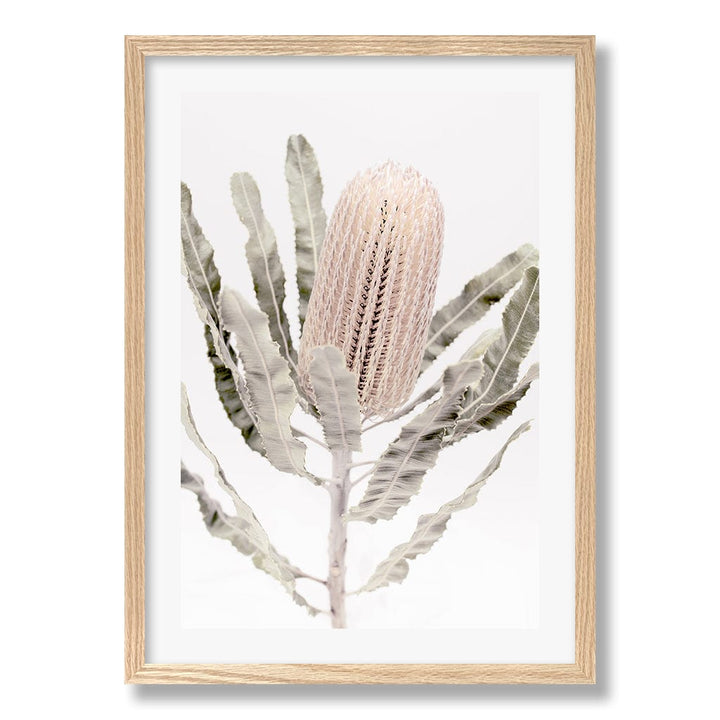 Banksia Flower Wall Art Print from our Australian Made Framed Wall Art, Prints & Posters collection by Profile Products Australia