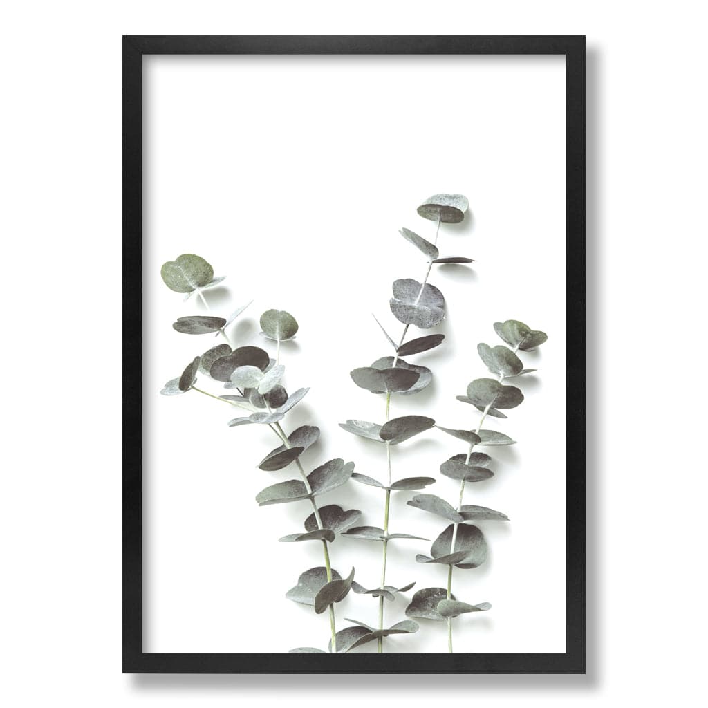 Eucalyptus Foliage Wall Art Print from our Australian Made Framed Wall Art, Prints & Posters collection by Profile Products Australia