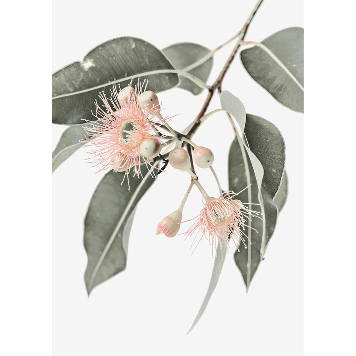 Eucalytpus Wildflowers Wall Art Print from our Australian Made Framed Wall Art, Prints & Posters collection by Profile Products Australia