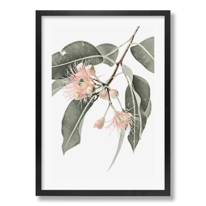 Eucalytpus Wildflowers Wall Art Print from our Australian Made Framed Wall Art, Prints & Posters collection by Profile Products Australia