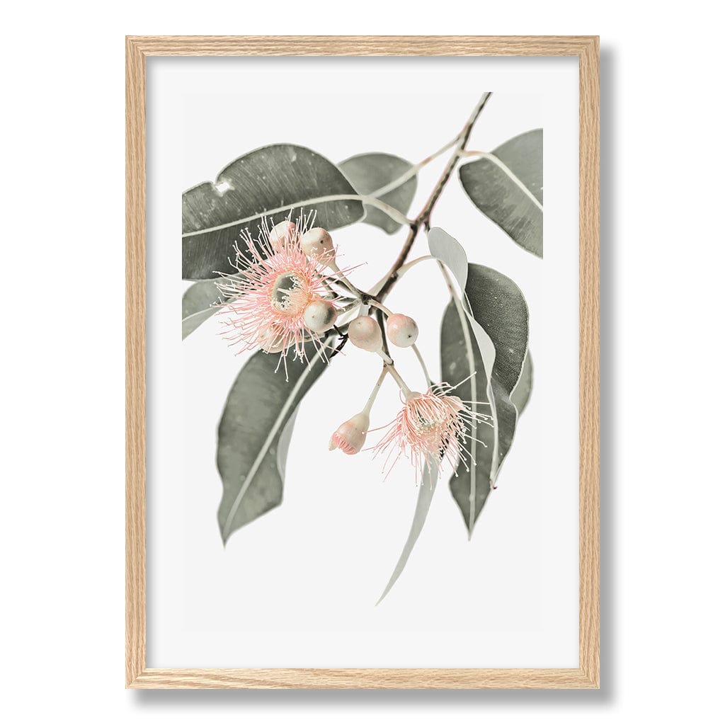 Eucalytpus Wildflowers Wall Art Print from our Australian Made Framed Wall Art, Prints & Posters collection by Profile Products Australia
