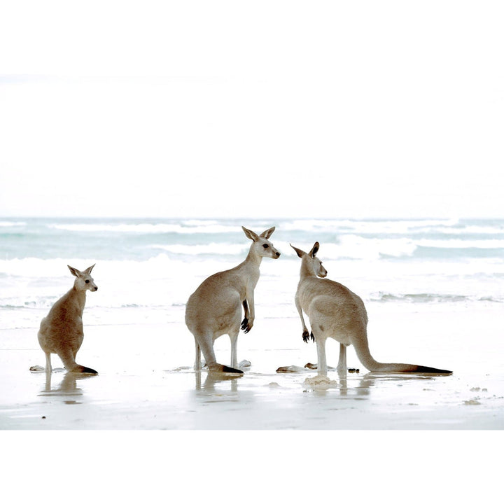 Kangaroo Beach Wall Art Print from our Australian Made Framed Wall Art, Prints & Posters collection by Profile Products Australia